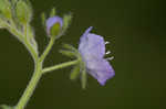 Fuzzy phacelia